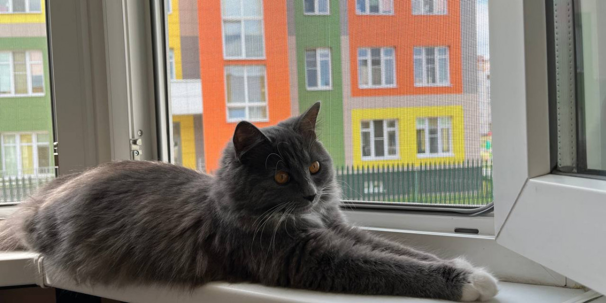 В южноуральском Златоусте появится приют-котокафе редакции