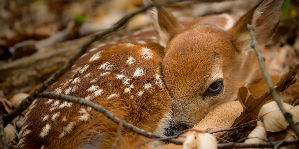 В Челябинском зоопарке родилась олениха пресс-служба Челябинского зоопарка