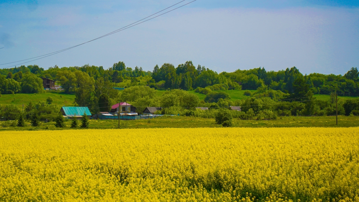 Светлана Мулыкина