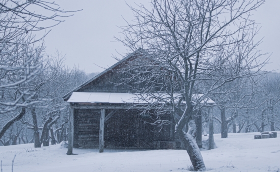 Дача мечты с нуля: 3 первых шага для тех, кто купил заброшенный участок — путь к дому мечты Дача мечты с нуля: 3 первых шага для тех, кто купил заброшенный участок — путь к дому мечты