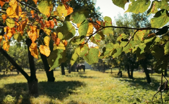 Слива из косточки: как вырастить дерево — это нужно делать с осени. Пошаговый план операции саженец Слива из косточки: как вырастить дерево — это нужно делать с осени. Пошаговый план операции саженец