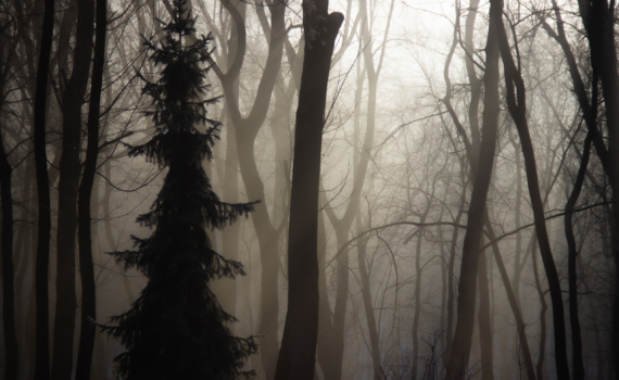 Декабрь — время для обрезки деревьев: пока ваш сад спит, можно сделать то, что запрещено весной